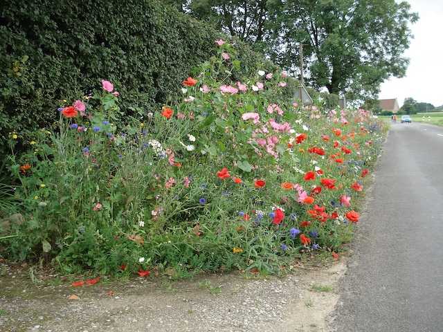 There were pleanty of wild flowers and poppies in the country lanes of France