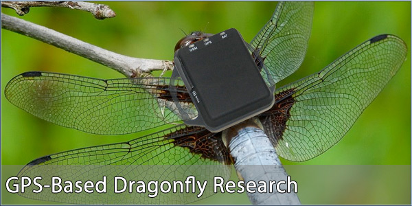 Dragonfly GPS Research