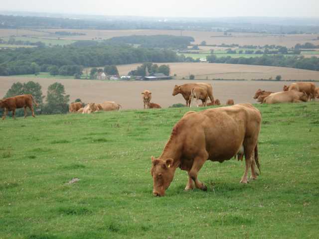 The rolling Kent countryside