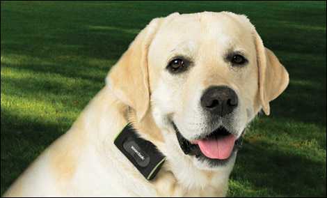 Zoombak GPS Locator for your dog