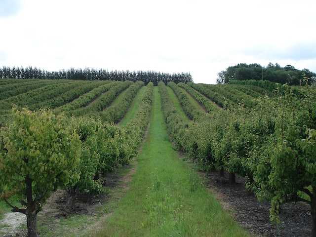 The Kent countryside is full of farm crops